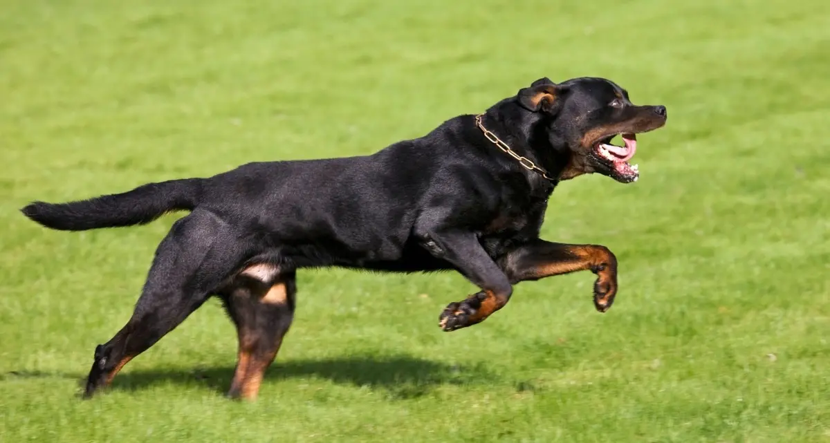 Rottweiler sbrana cagnolino, paura a Ladispoli