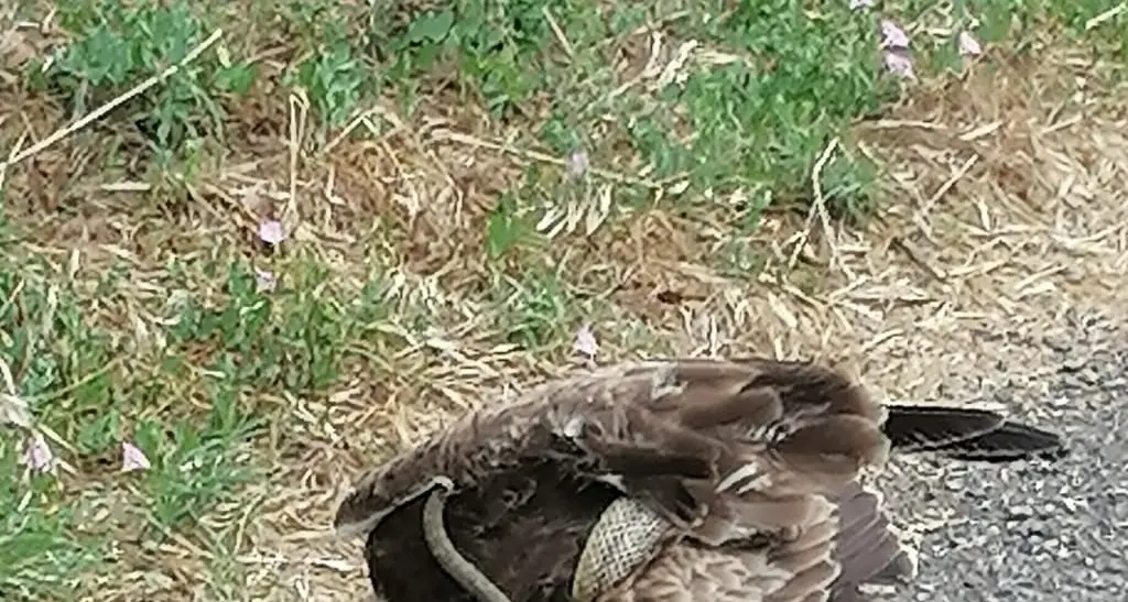 Falco soffocato dal serpente, due carabinieri lo liberano