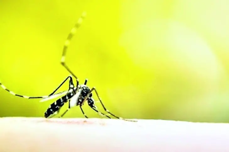 Mosquito sucking blood on human skin with nature background , auimeesri - stock.adobe.com