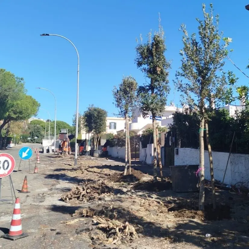 «L’assessora Mei parla di “ripiantumazione e compensazione” , finalmente il tema entra nella cultura amministrativa di S. Marinella»