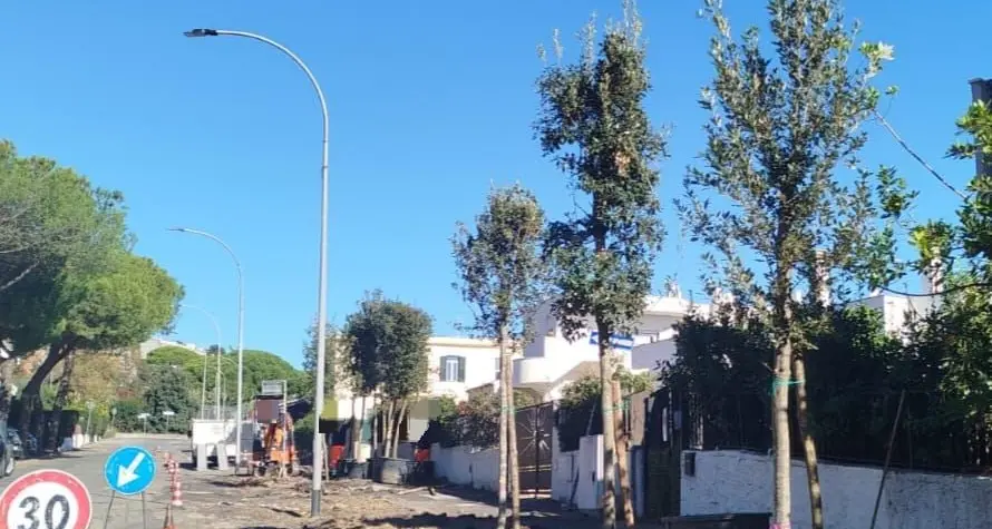 «L’assessora Mei parla di “ripiantumazione e compensazione” , finalmente il tema entra nella cultura amministrativa di S. Marinella»