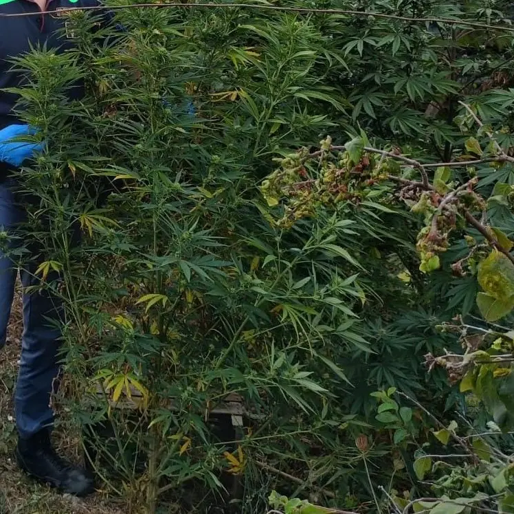La marijuana tra la verdura: arrestato