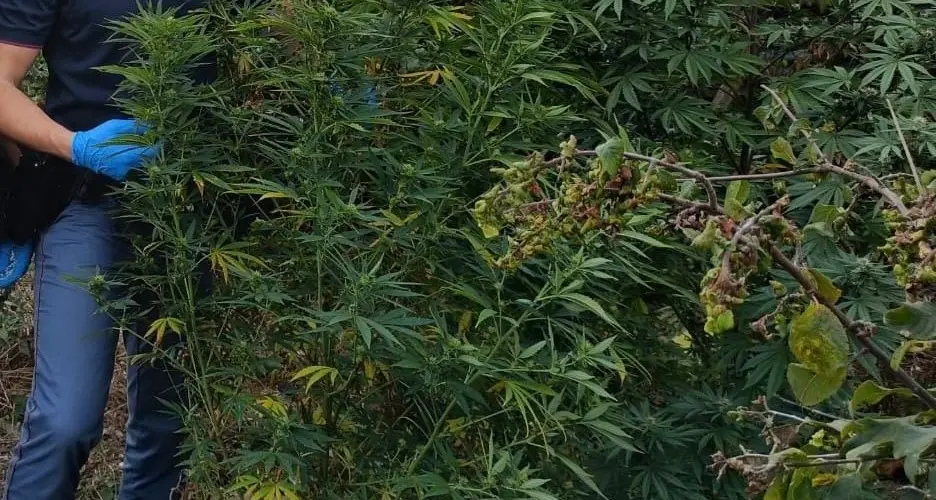 La marijuana tra la verdura: arrestato