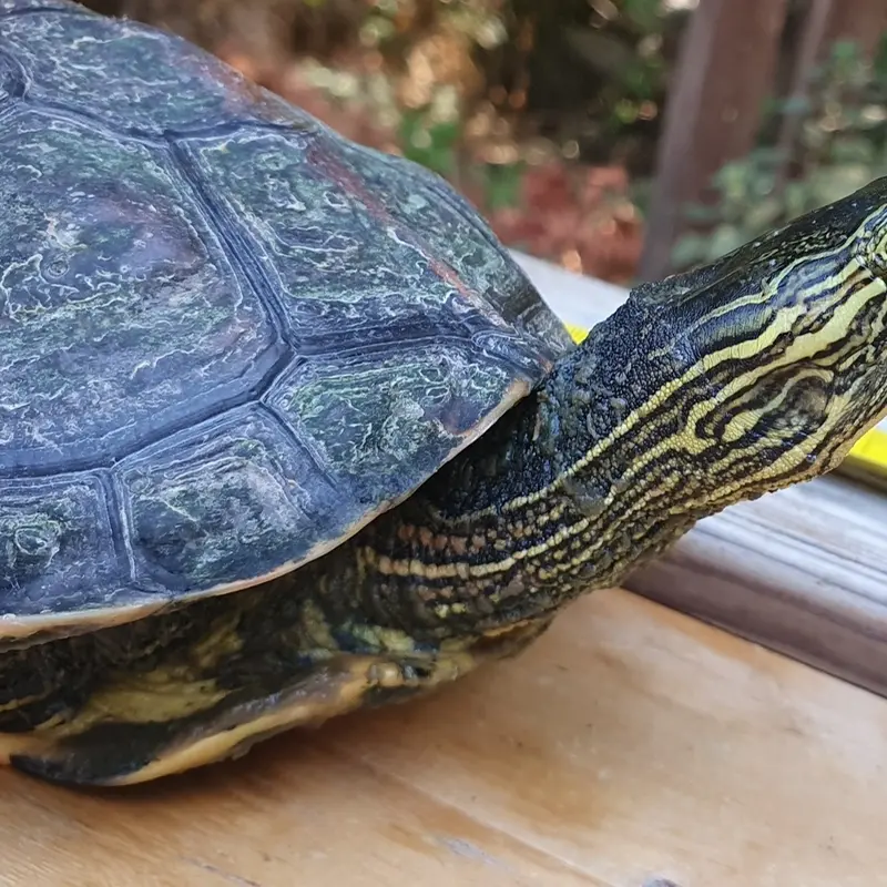 Le tartarughe “killer” invadono la palude