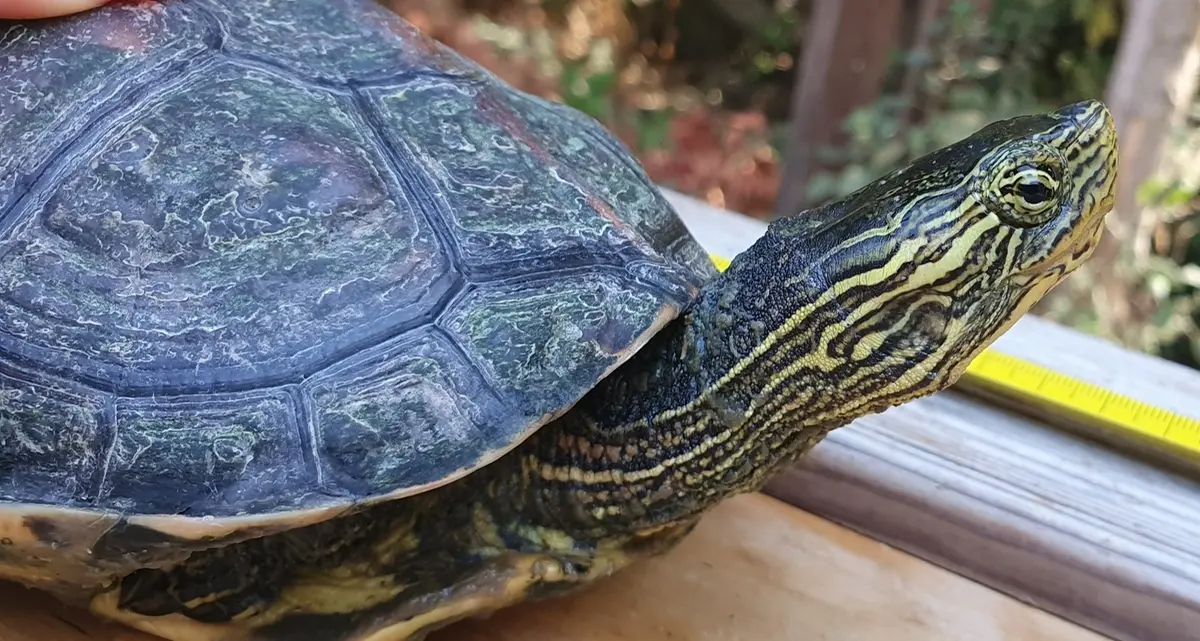 Le tartarughe “killer” invadono la palude