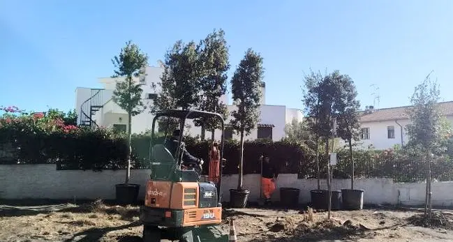 Santa Marinella, tredici nuovi alberi al posto degli undici pini abbattuti