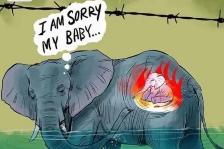 Elefantessa incinta uccisa da ananas esplosivo