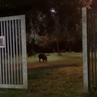 Tornano i cinghiali nei parchi, l’allarme scatta al Miami