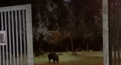 Tornano i cinghiali nei parchi, l’allarme scatta al Miami