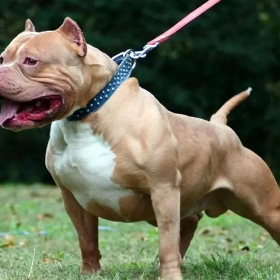 Viterbo, trasferito in canile il pitbull che ha ucciso un cagnolino
