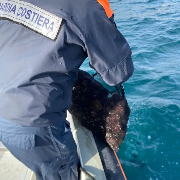 Sequestrati a Santa Marinella oltre 2mila ricci di mare dalla Guardia costiera