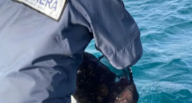 Sequestrati a Santa Marinella oltre 2mila ricci di mare dalla Guardia costiera