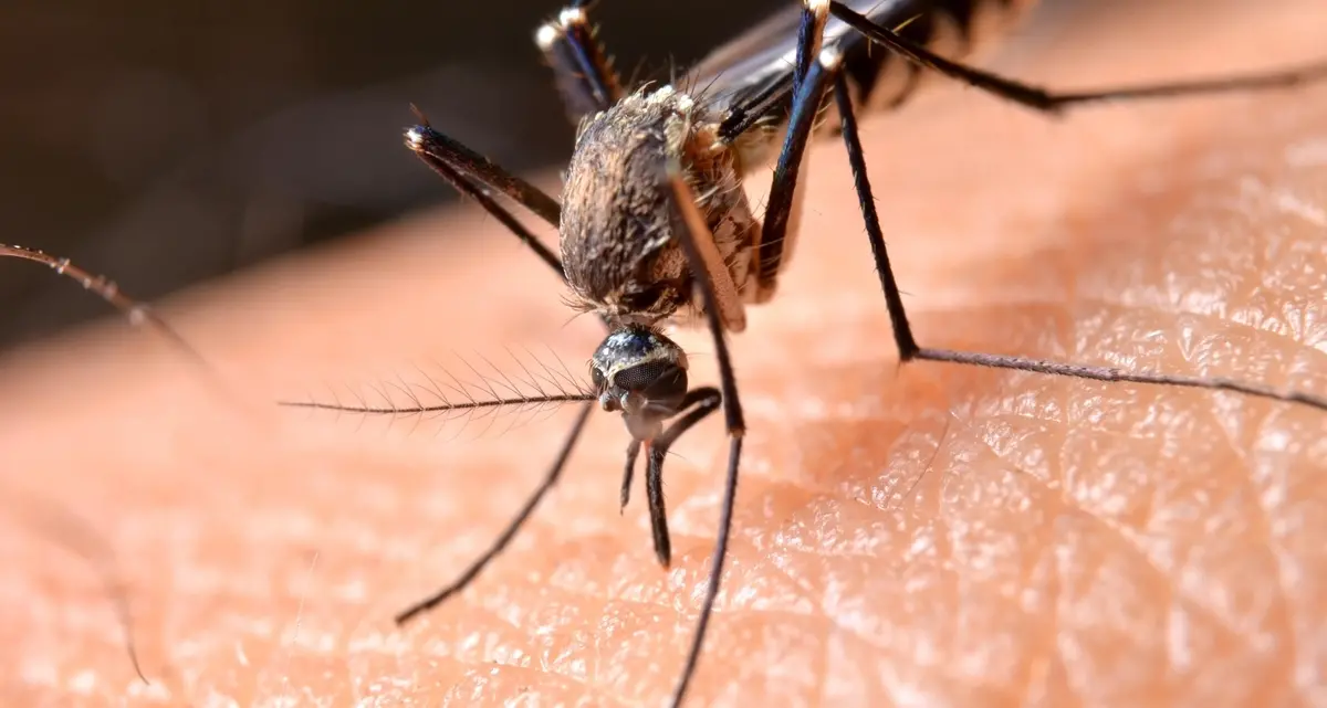 Prevenire le malattie infettive, scatta l’ordinanza anti-zanzare