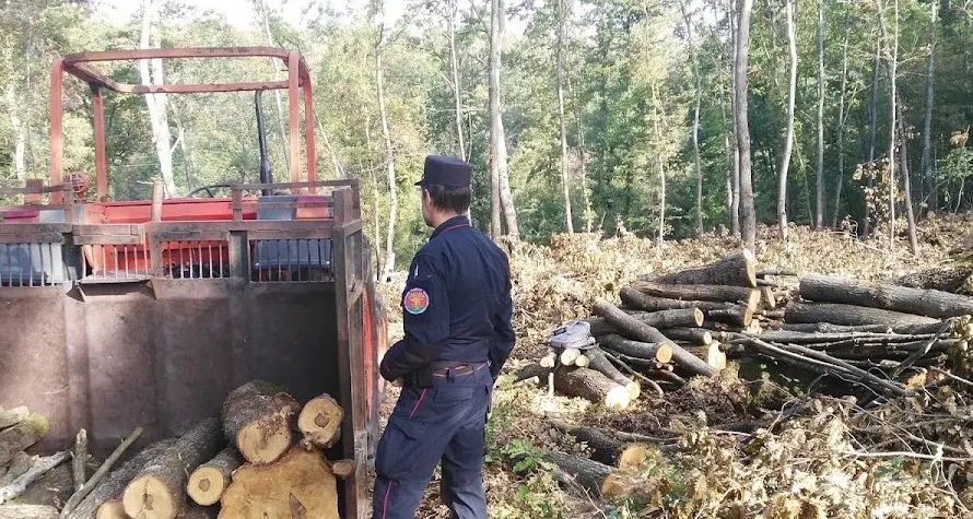 Commercio illegale di legname, una denuncia a Orte