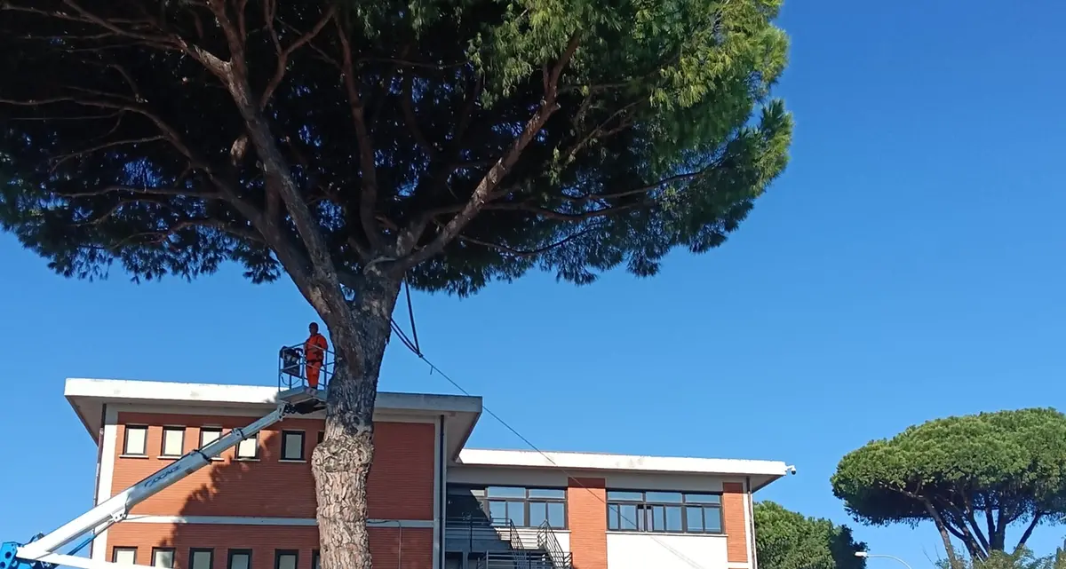 Scuola Cena, controlli mirati per evitare crolli degli alberi