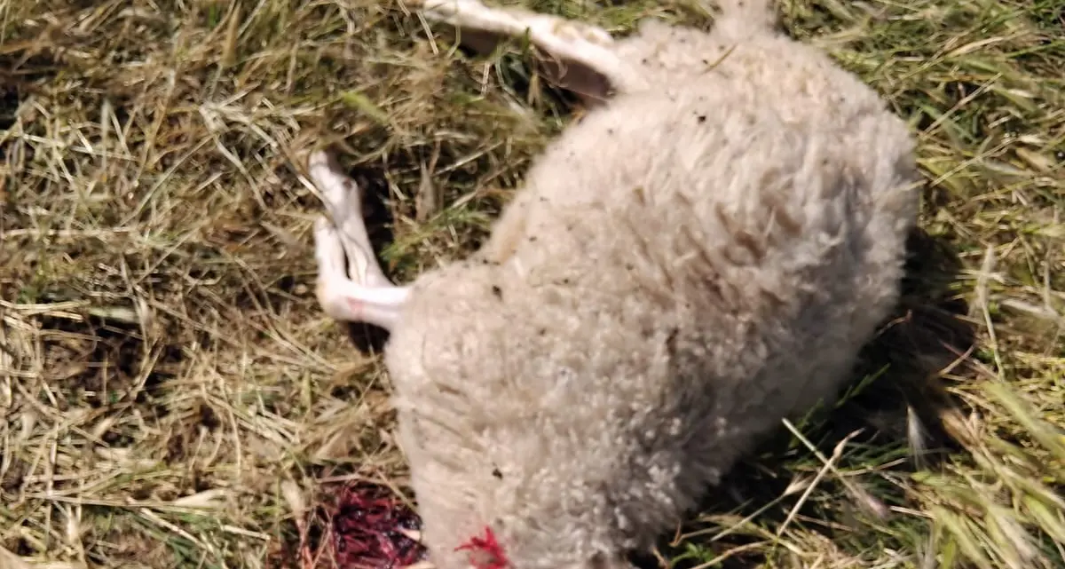 Pecore sbranate dai lupi: torna l’incubo – VIDEO