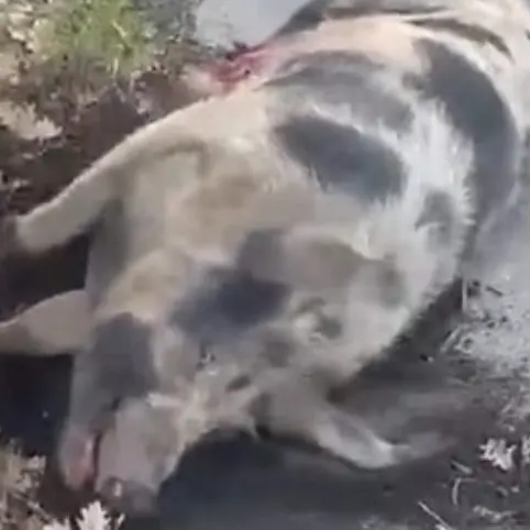 Auto investe e uccide maiale, ferita una donna