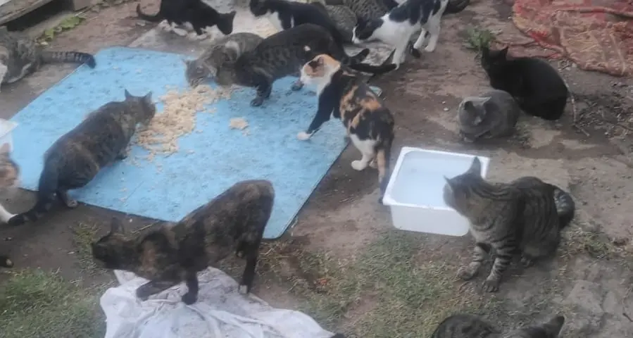 Elisa Calderai: «Animali, massimo impegno su questo tema»