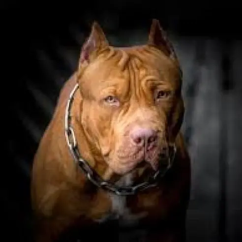Viterbo: pitbull azzanna e uccide cane a S. Faustino