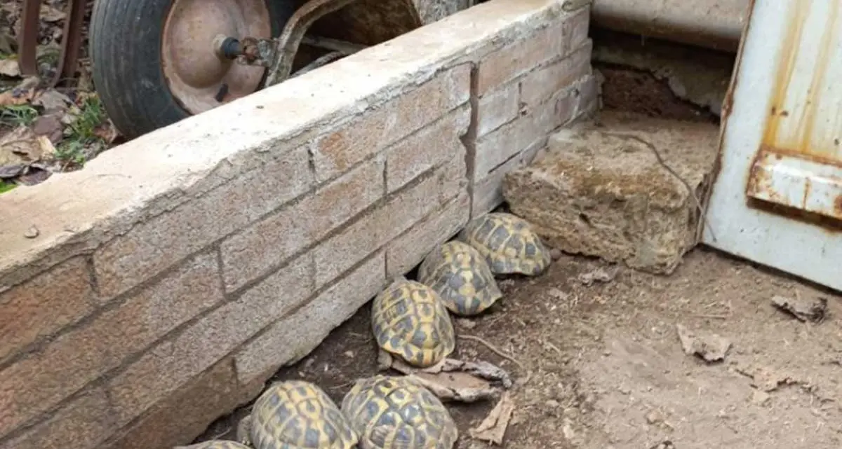 Civita Castellana: tortore da collare e tartarughe di terra detenute illegalmente