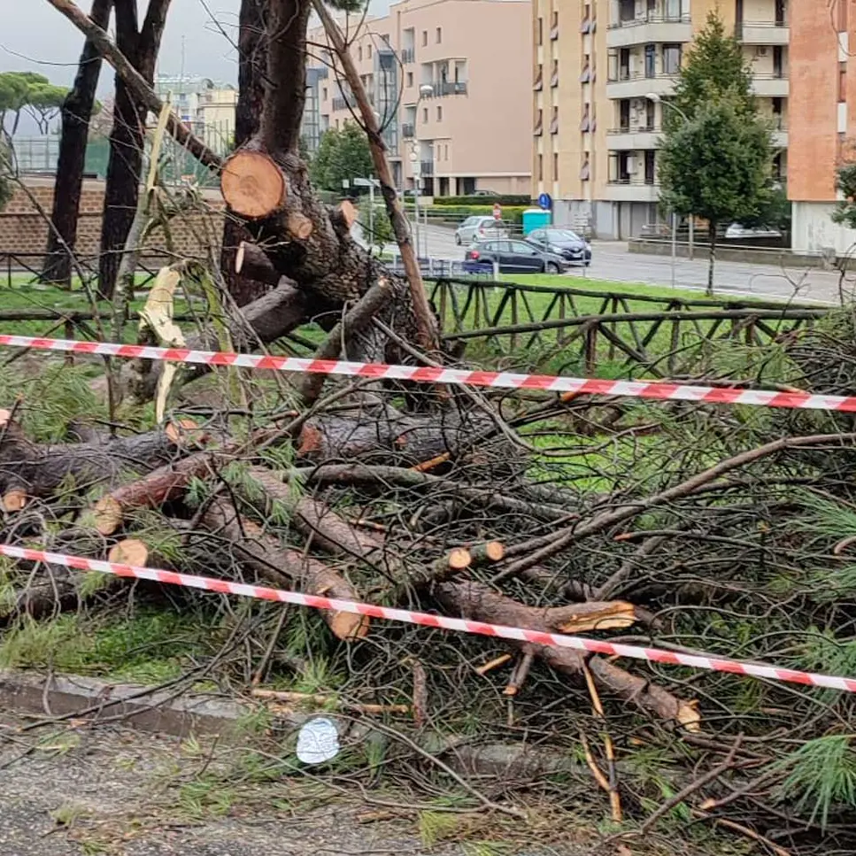 Crolla pino, paura in via Enrico Minio