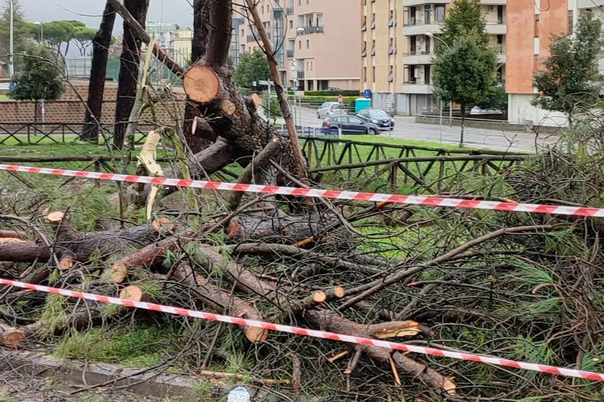 Crolla pino, paura in via Enrico Minio
