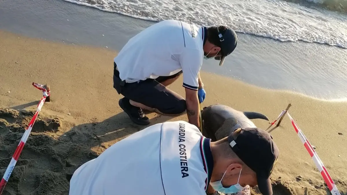 Delfini trovati morti sulla costa di Fiumicino