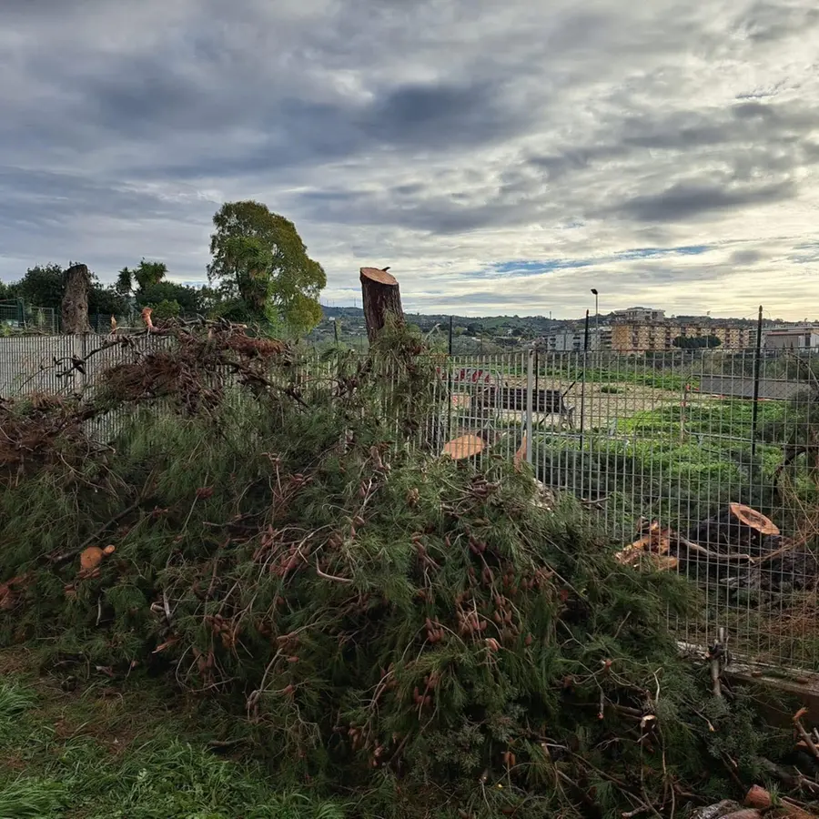 Pini tagliati all’Uliveto senza permessi, Giannini: «Procederemo contro i responsabili»