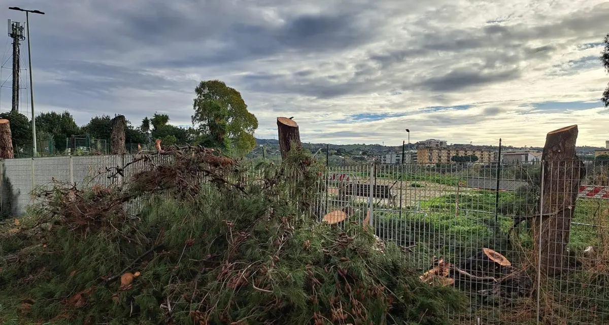 Pini tagliati all’Uliveto senza permessi, Giannini: «Procederemo contro i responsabili»