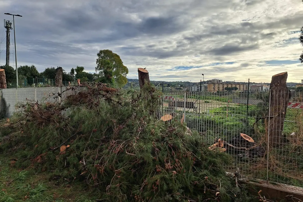 Pini tagliati all’Uliveto senza permessi, Giannini: «Procederemo contro i responsabili»