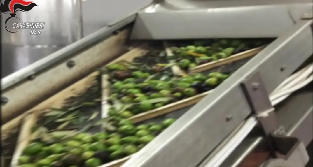 Sequestrati migliaia di chili di olio e olive in due frantoi della Tuscia