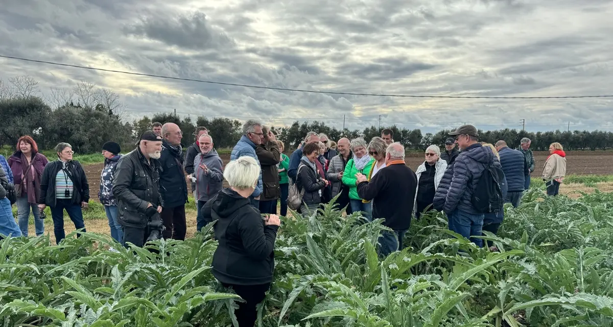 Pullman di tedeschi in campagna per degustare i carciofi romaneschi