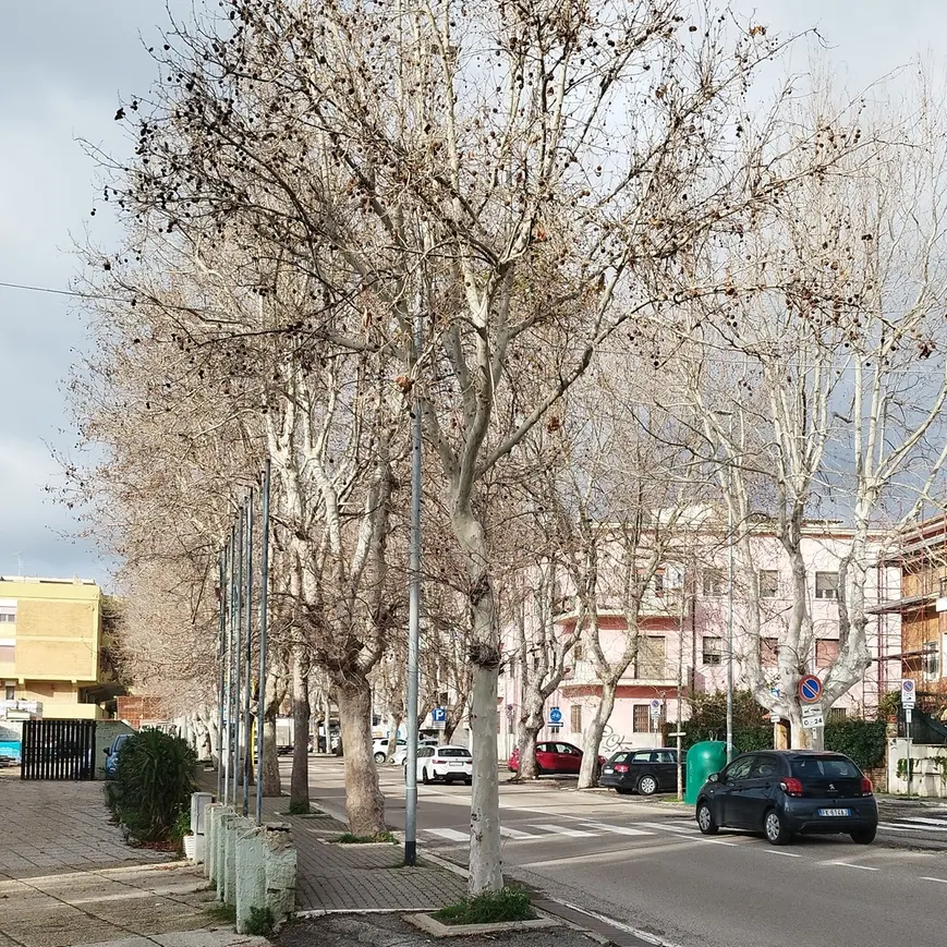 Al via da domani le potature su viale Baccelli
