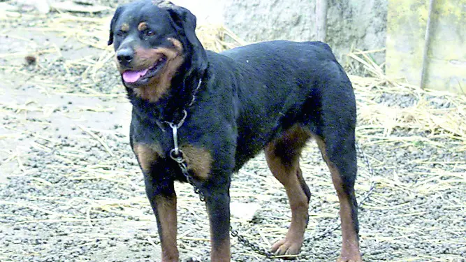 Sbranato da tre rottweiler, denunciati i proprietari dei cani