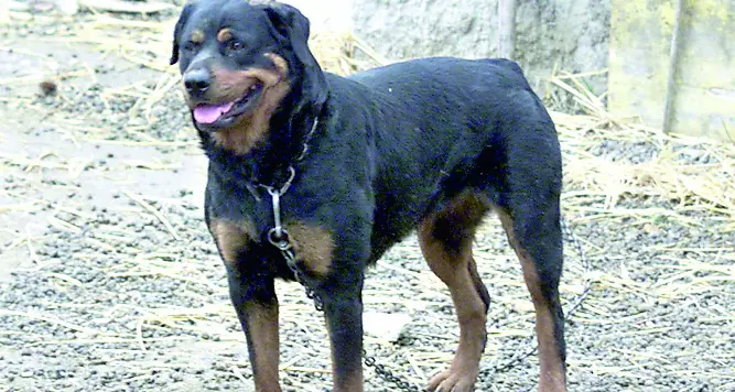 Sbranato da tre rottweiler, denunciati i proprietari dei cani