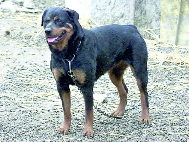 Sbranato da tre rottweiler, denunciati i proprietari dei cani