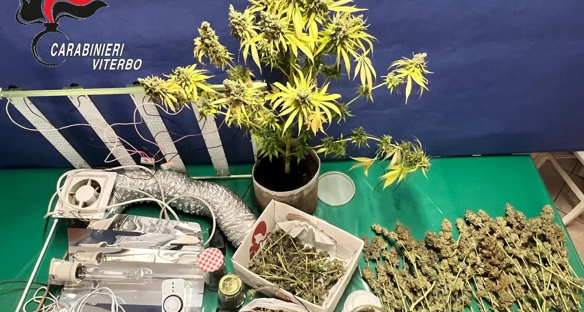 Allestisce in cantina una serra per marijuana: arrestato 32enne