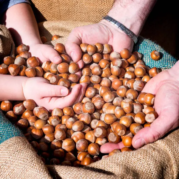 Crisi della nocciola: Biodistretto critico con Ferrero e politica