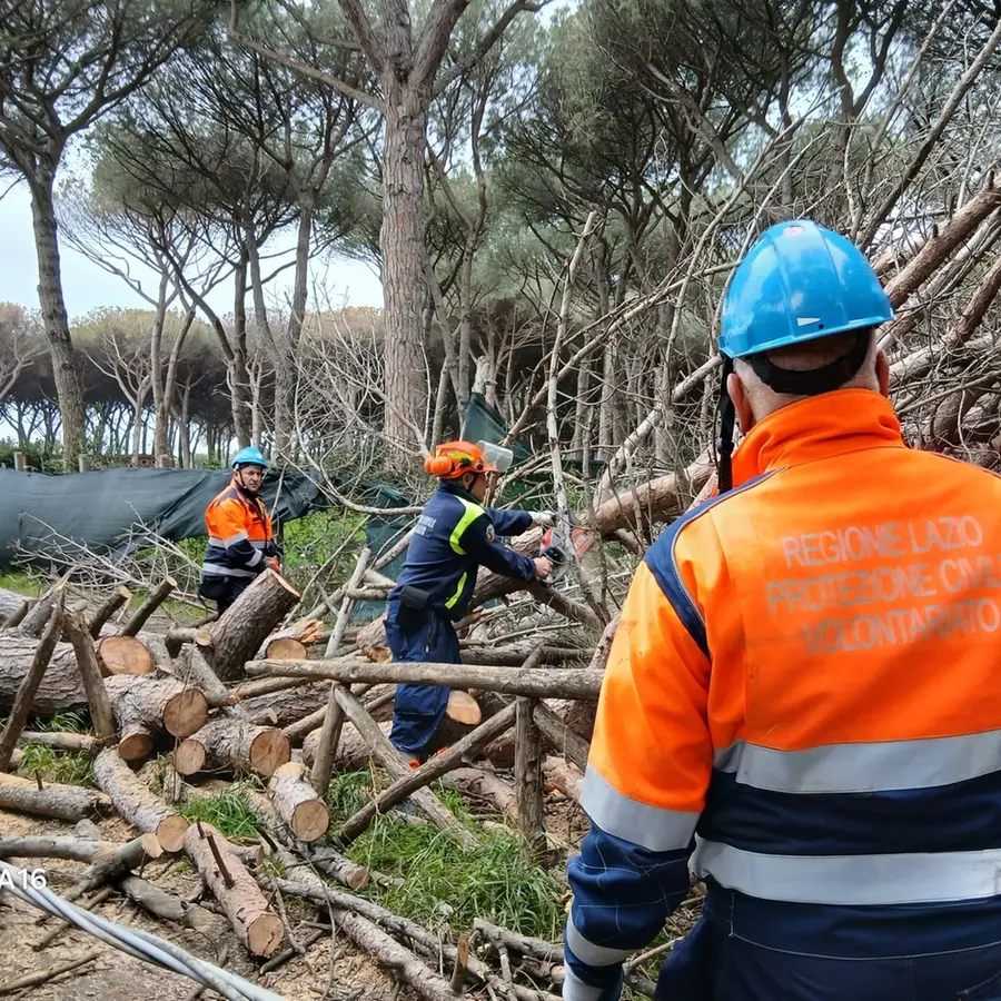 Albero caduto a Riva dei Tarquini: intervento dei volontari Aeopc e dei vigili del fuoco