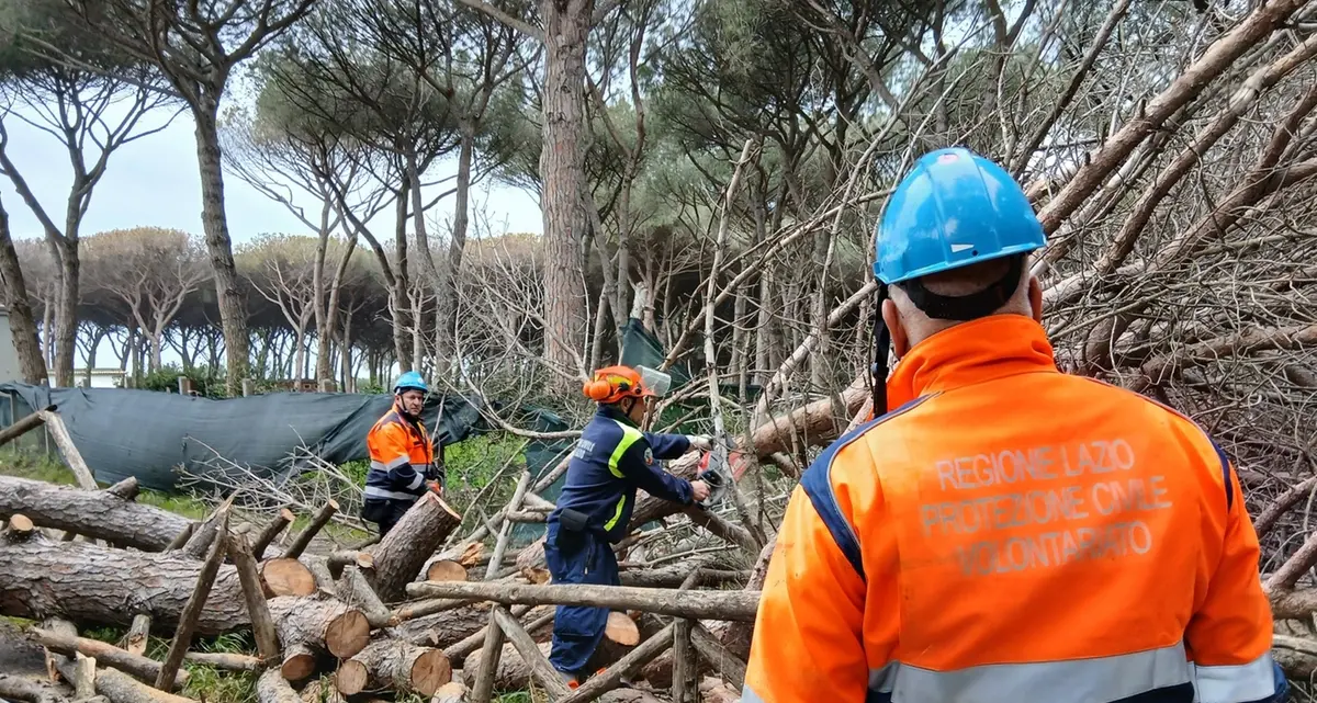 Albero caduto a Riva dei Tarquini: intervento dei volontari Aeopc e dei vigili del fuoco