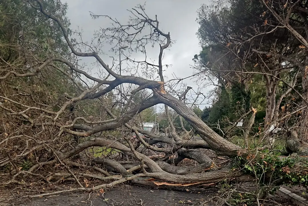 Cade un albero sulla ciclabile di Palo: dramma sfiorato