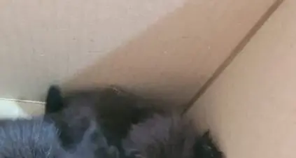 Sos gattini abbandonati ad Allumiere