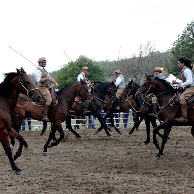 Canino celebra il cavallo maremmano