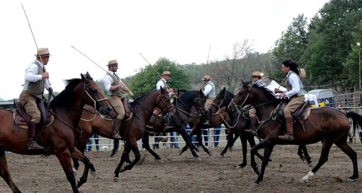Canino celebra il cavallo maremmano