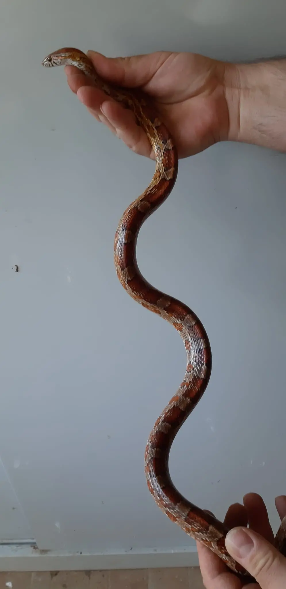 In spiaggia col serpente, poi la fuga del rettile