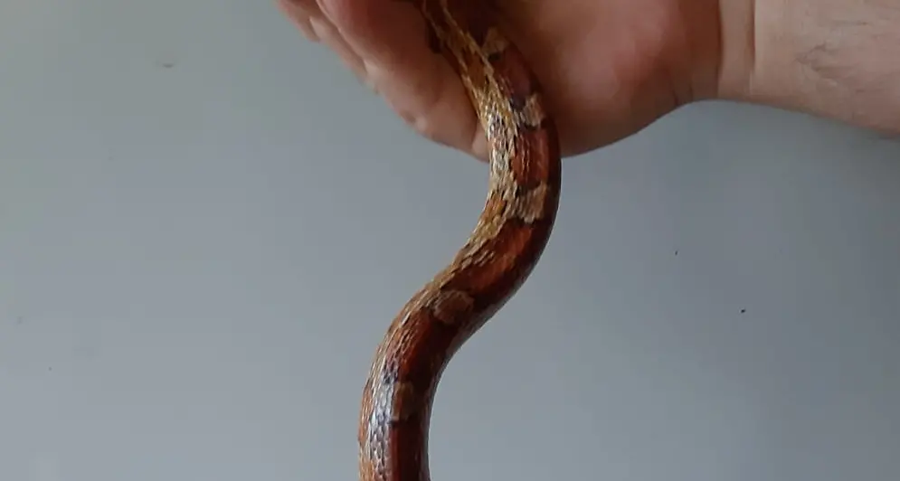 In spiaggia col serpente, poi la fuga del rettile