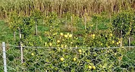 Limoneto Santa Marinella, Tidei scrive alla commissaria: «Urgono interventi manutentivi»