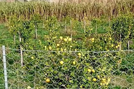 Limoneto Santa Marinella, Tidei scrive alla commissaria: «Urgono interventi manutentivi»