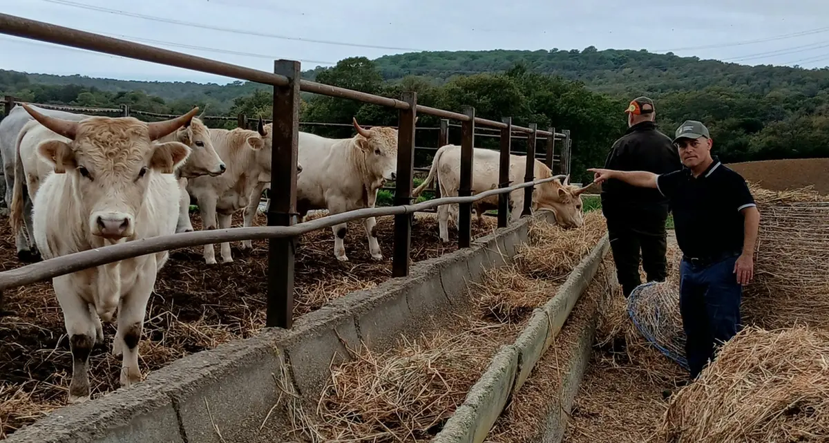 Università Agraria Tarquinia, pubblicato il bando per l’acquisto dei vitelli