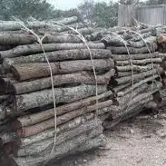 Legna da ardere, l’Università agraria di Tarquinia vende anche tagli da camino con consegna a domicilio